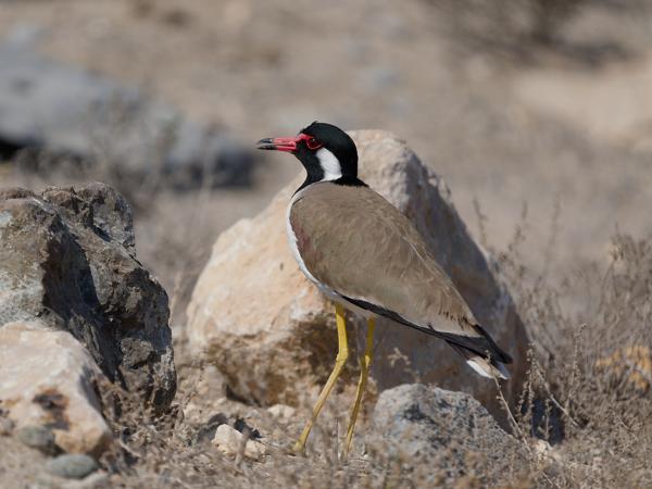 <h3>Vanellus indicus / Red‑wattled lapwing / Indische kievit</h3>OM-1 Mark II with OLYMPUS M.150-400mm F4.5, 1/2500 sec at F5.0, ISO 200, distance 10.1 m